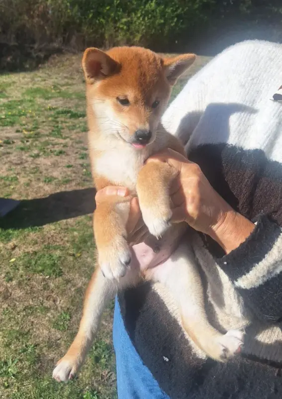 Baki, Shiba inu, élevage Du Sceau Imperial