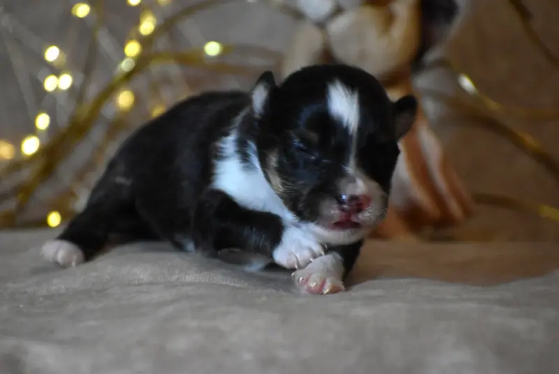 Chiot Né en 3, Berger des Shetland, élevage Du Domaine du Carpe
