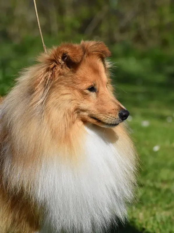Père de la portée de Berger des Shetland, élevage Du Domaine du Carpe