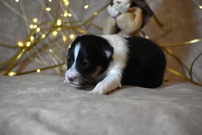Chiot Né en 2, Berger des Shetland, élevage Du Domaine du Carpe