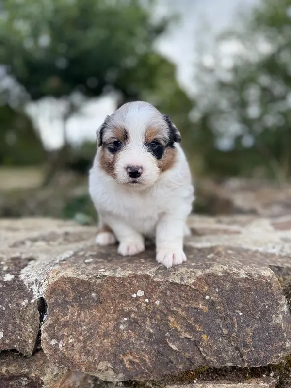 Bucky, Berger australien, élevage Des Dolmens d'An Arvor