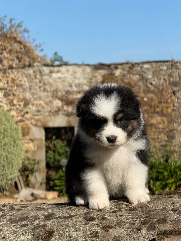 Boomer, Berger australien, élevage Des Dolmens d'An Arvor
