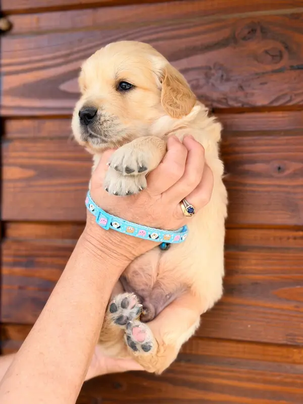 Portée de Golden retriever, élevage Du Cottage de Sweet Mi Lady