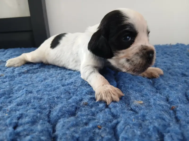 Chiot, Cocker anglais, élevage Du Cottage de Sweet Mi Lady