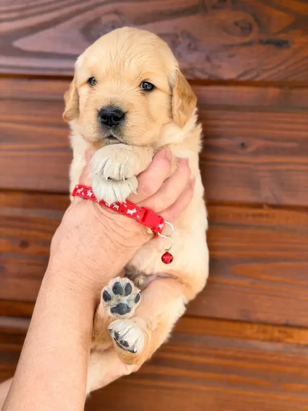 Portée de Golden retriever, élevage Du Cottage de Sweet Mi Lady