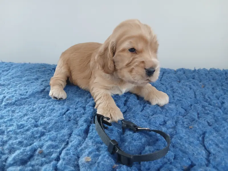 Chiot, Cocker anglais, élevage Du Cottage de Sweet Mi Lady