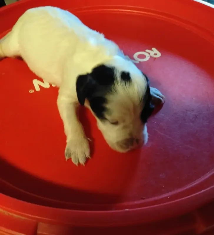 Portée de Setter anglais, élevage De la Hetraie Pourpre