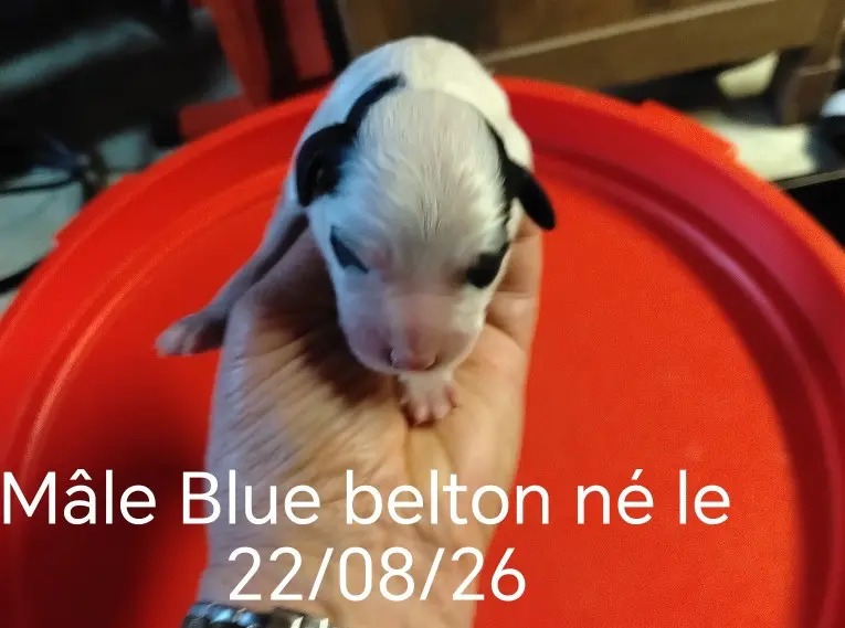 M2, Setter anglais, élevage De la Hetraie Pourpre