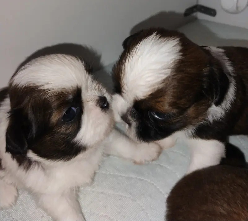 Portée de Shih tzu, élevage Imperial du Lion d'Ambre