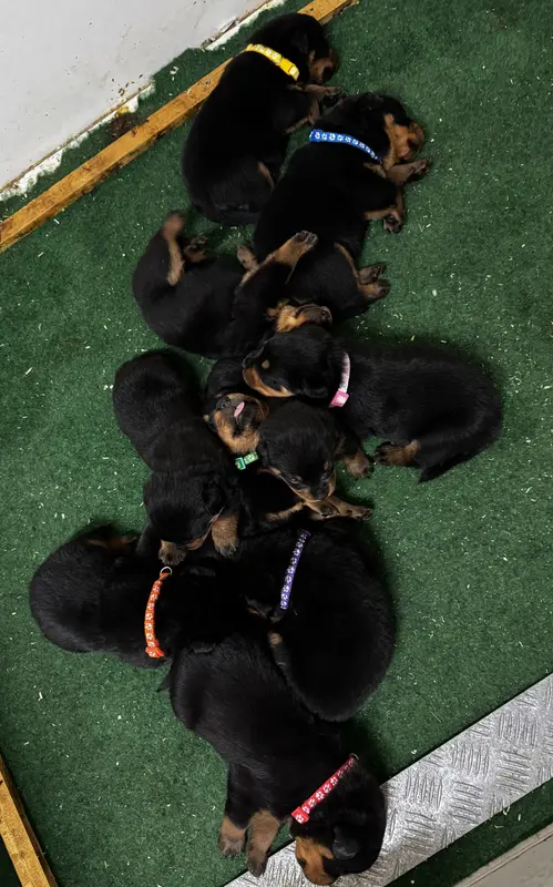 Portée de Rottweiler, élevage Vom Hellimer Hof