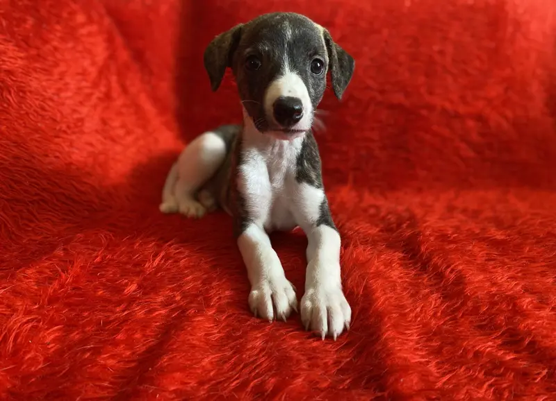 Femelle 2 (collier blanc), Whippet, élevage Du Domaine des Chojnacki