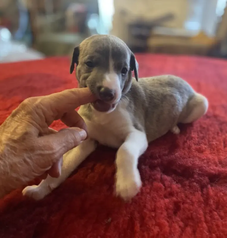 Male 1 (collier violet), Whippet, élevage Du Domaine des Chojnacki