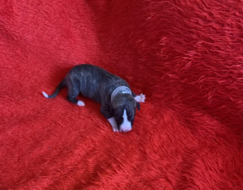 F4 (collier gris), Whippet, élevage Du Domaine des Chojnacki