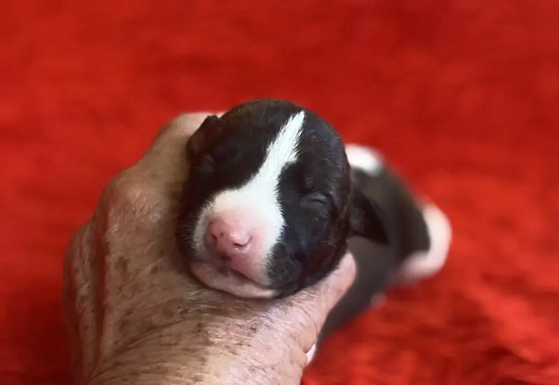 F1 (collier rose), Whippet, élevage Du Domaine des Chojnacki