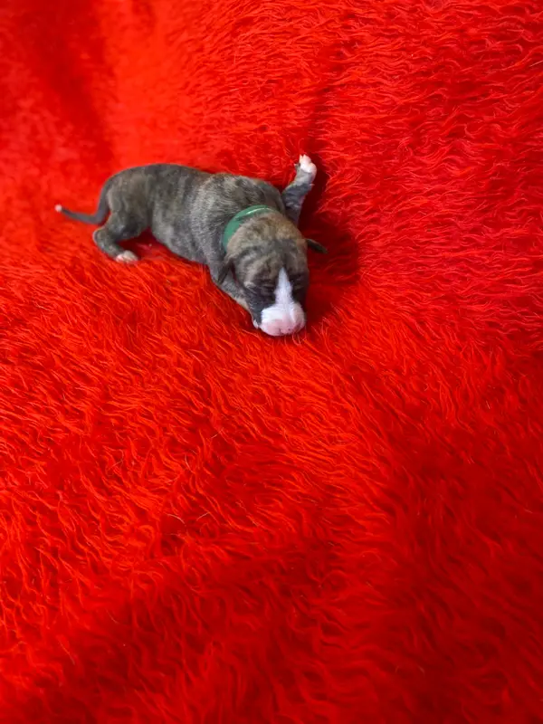 M 3 (collier vert foncé), Whippet, élevage Du Domaine des Chojnacki