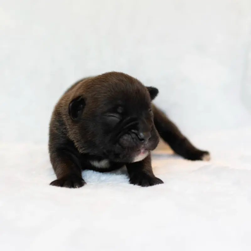 Chiot, Bulldog continental, élevage Du Cap de la Coste