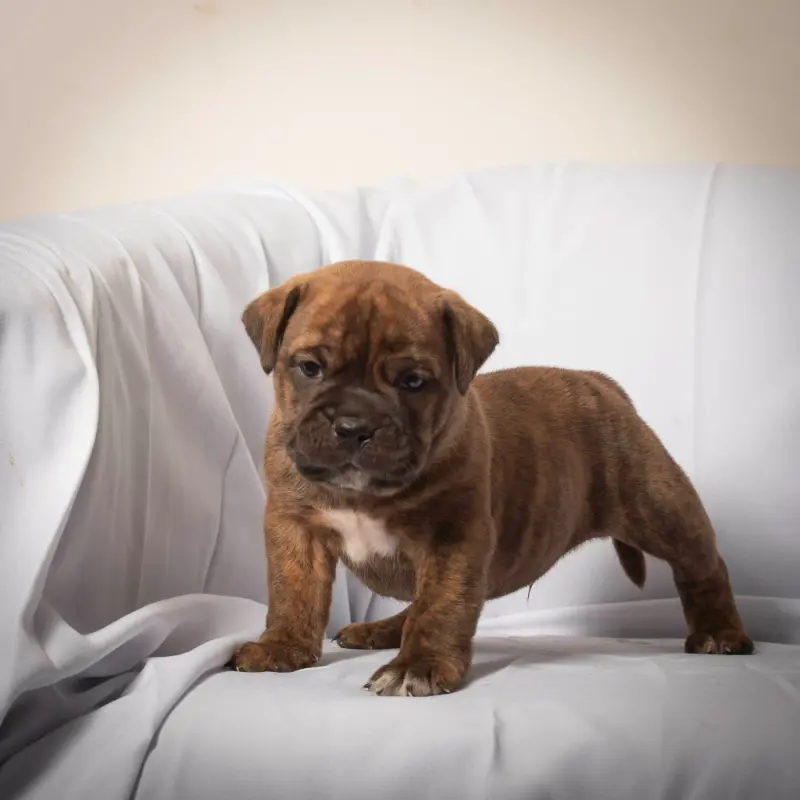 Chiot, Bulldog continental, élevage Du Cap de la Coste