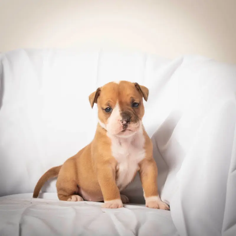 Chiot, Bulldog continental, élevage Du Cap de la Coste