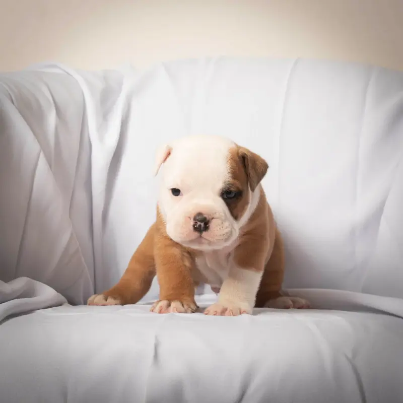 Chiot, Bulldog continental, élevage Du Cap de la Coste
