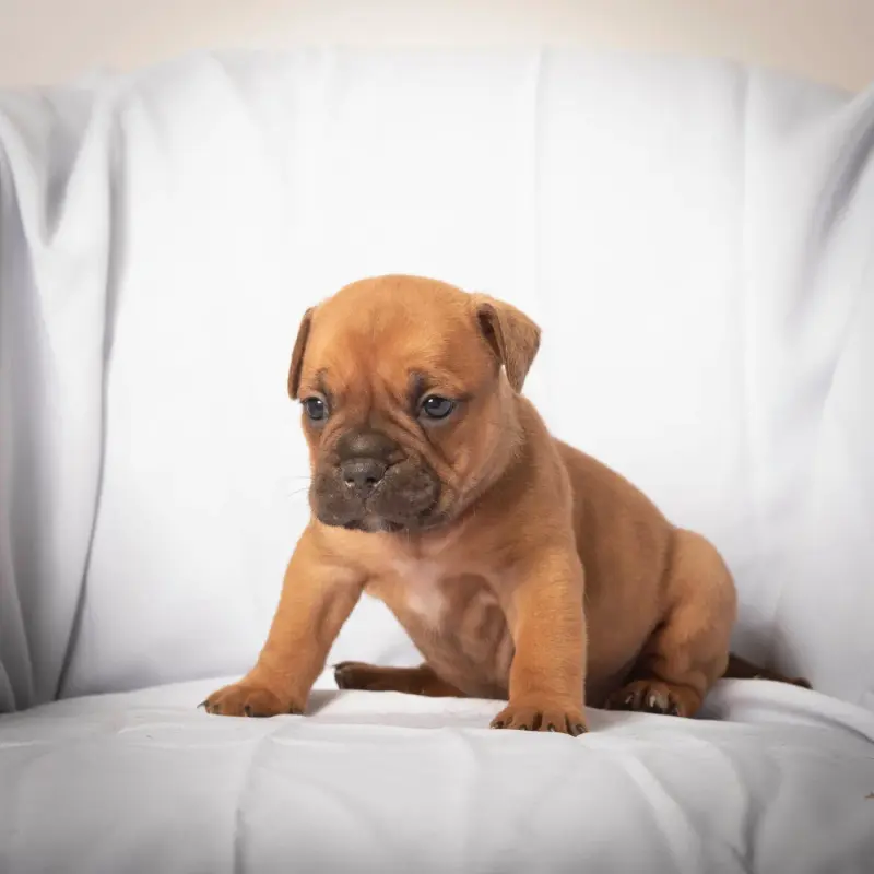 Chiot, Bulldog continental, élevage Du Cap de la Coste