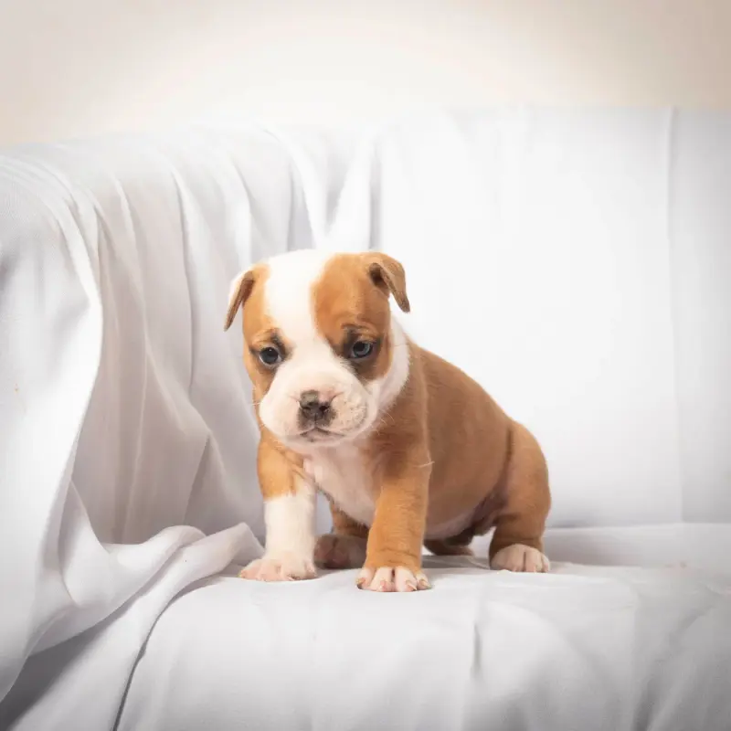 Chiot, Bulldog continental, élevage Du Cap de la Coste