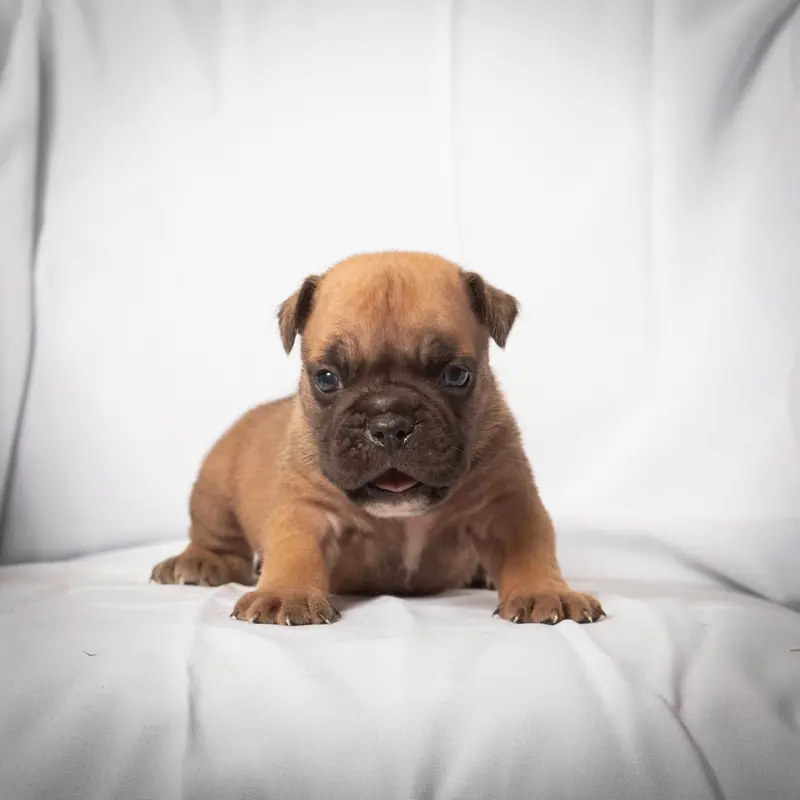 Chiot, Bulldog continental, élevage Du Cap de la Coste