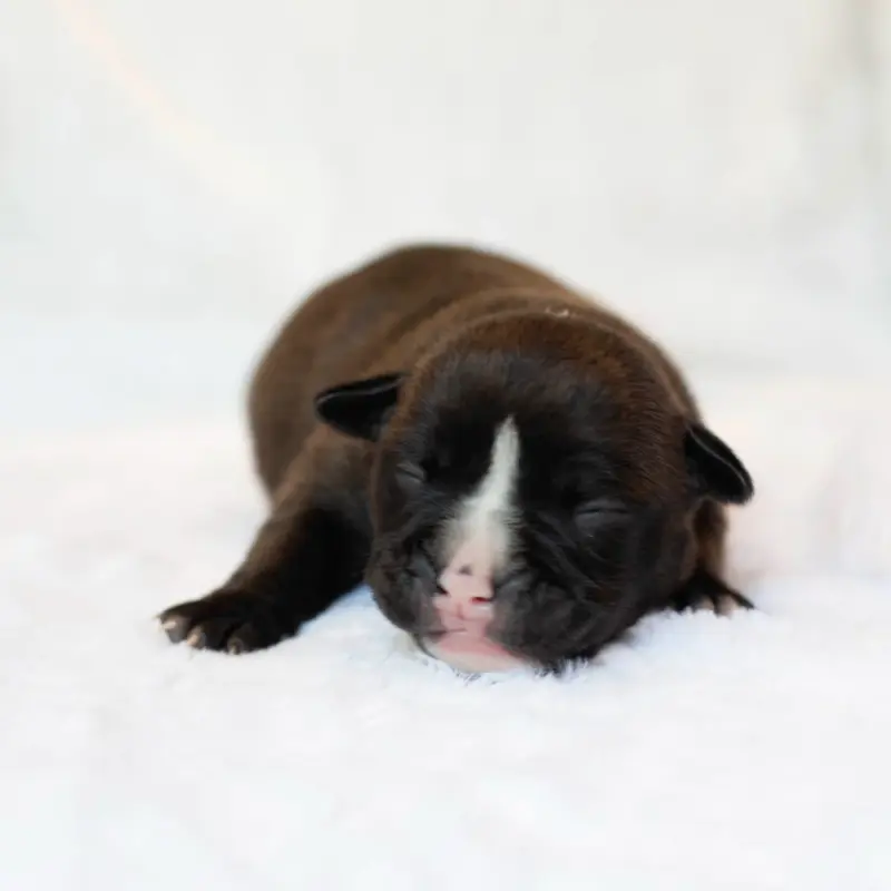 Chiot, Bulldog continental, élevage Du Cap de la Coste