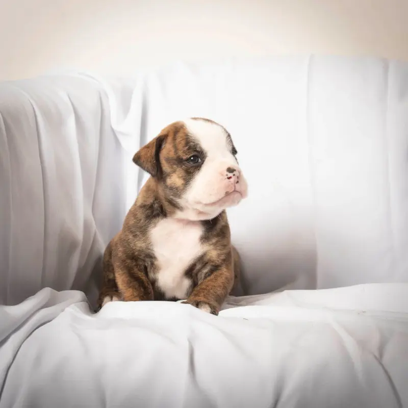 Chiot, Bulldog continental, élevage Du Cap de la Coste