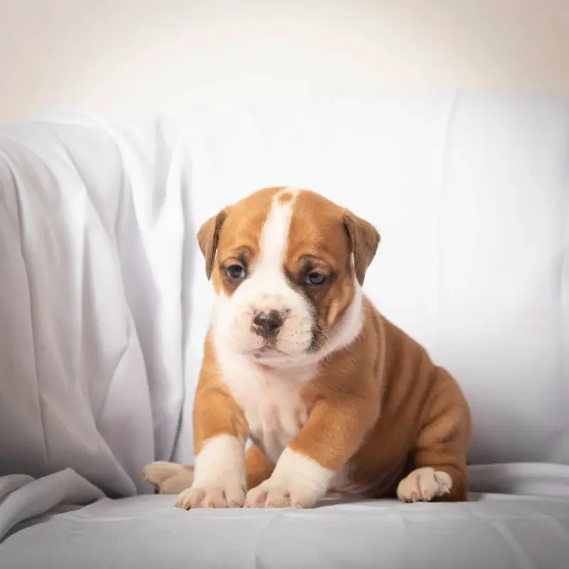 Chiot, Bulldog continental, élevage Du Cap de la Coste