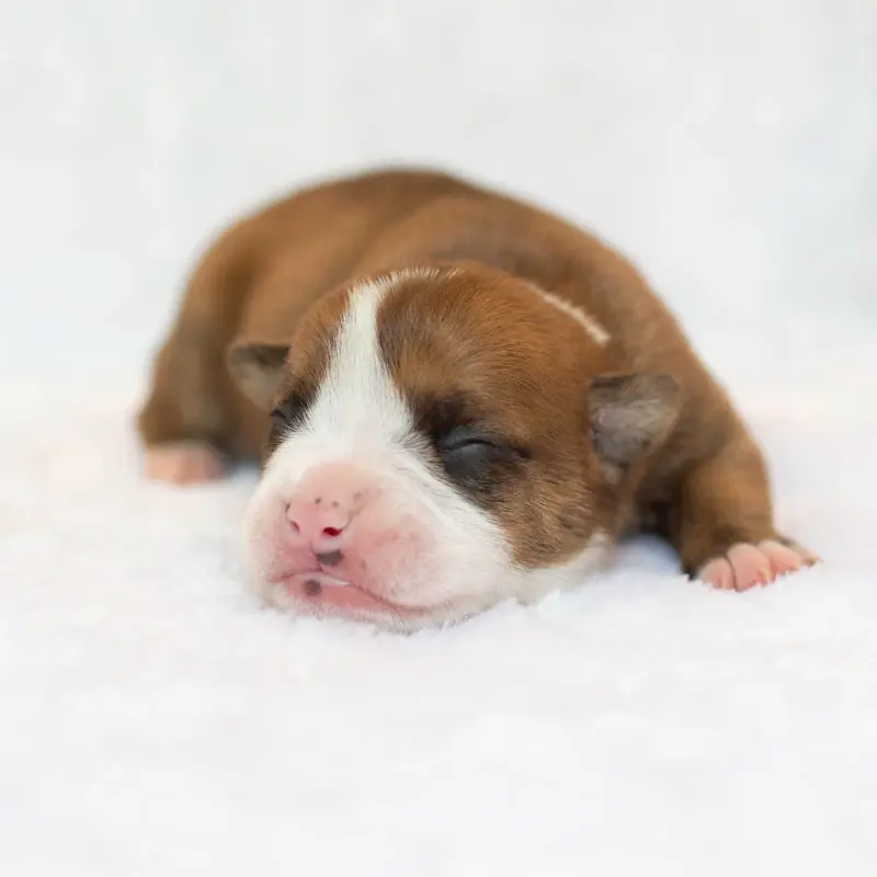 Chiot, Bulldog continental, élevage Du Cap de la Coste