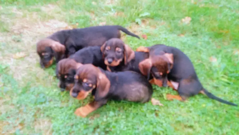 Photo de l'élevage Des Petites Pattes du Causse