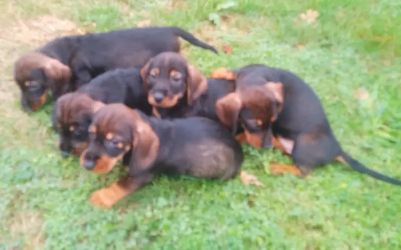 Photo de l'élevage Des Petites Pattes du Causse