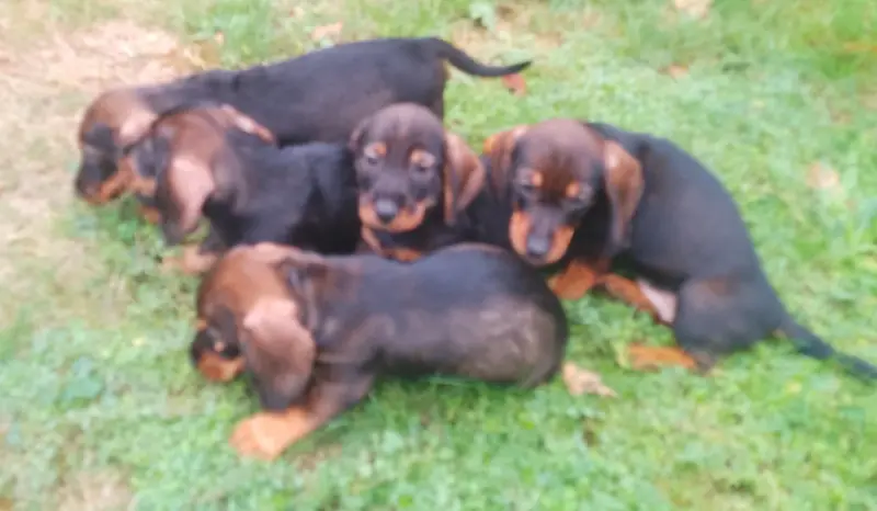 Photo de l'élevage Des Petites Pattes du Causse