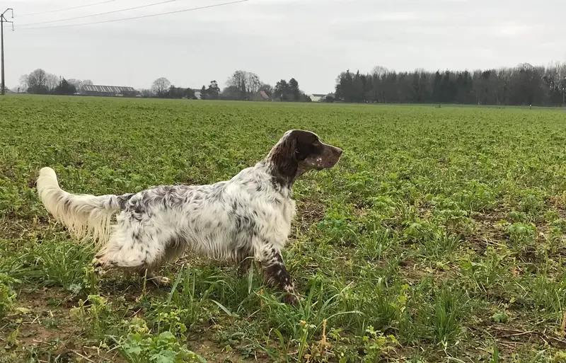 Père de la portée de Setter anglais, élevage Du sous Bois de Balmette