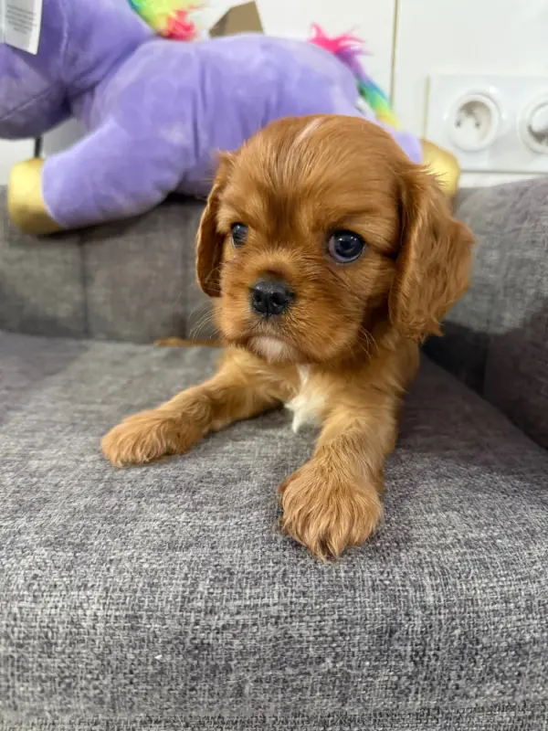 Chiot, Cavalier King Charles, élevage Des Eternels Charmeurs