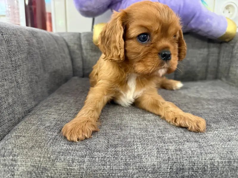 Portée de Cavalier King Charles, élevage Des Eternels Charmeurs