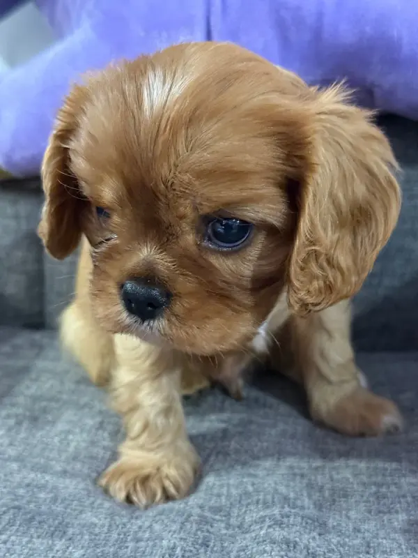 Chiot, Cavalier King Charles, élevage Des Eternels Charmeurs