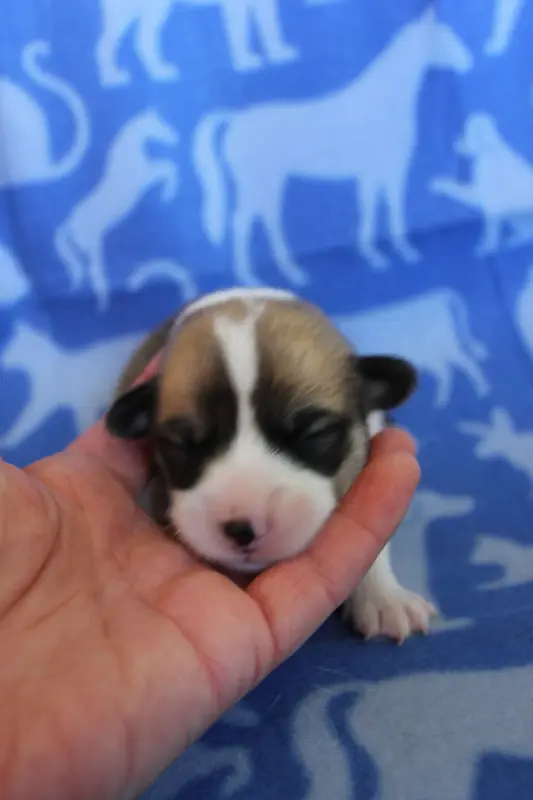 Chiot, Welsh corgi Pembroke, élevage Des Gres de Malleville