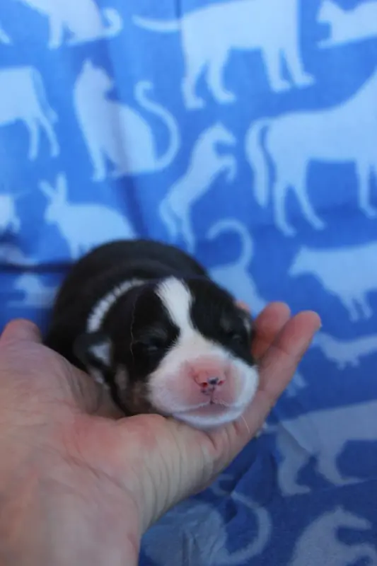 Chiot, Welsh corgi Pembroke, élevage Des Gres de Malleville
