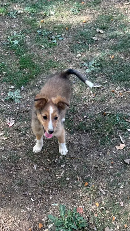 Baloo, Berger des Shetland, élevage Du Domaine du Chigny