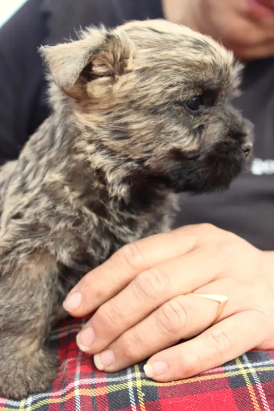 Portée de Cairn terrier, élevage Du Domaine de Kerallan