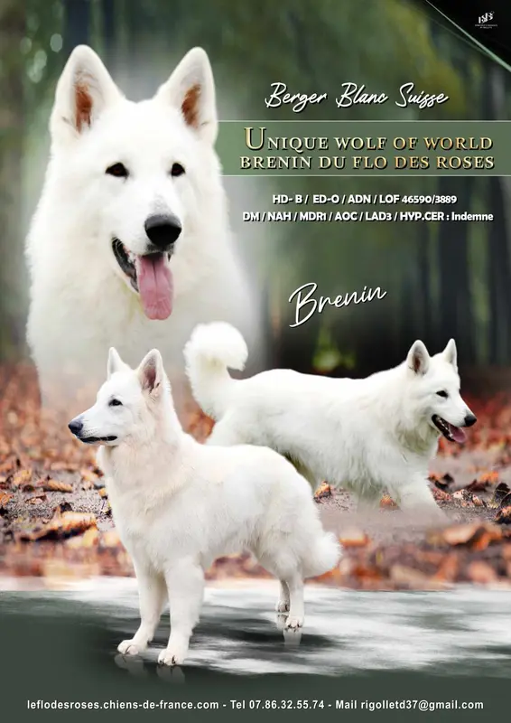 Portée de Berger blanc suisse, élevage Du Flo des Roses