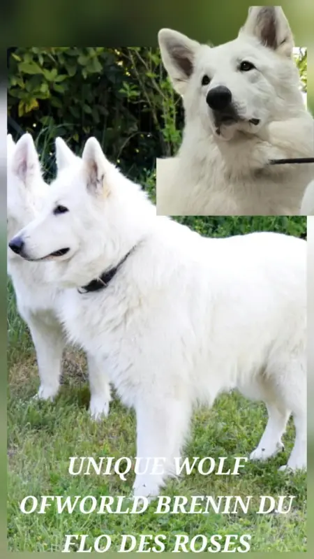 Portée de Berger blanc suisse, élevage Du Flo des Roses