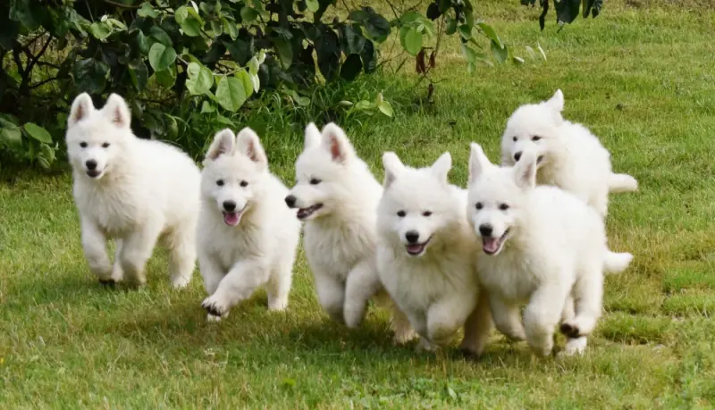 Portée de Berger blanc suisse, élevage Du Flo des Roses