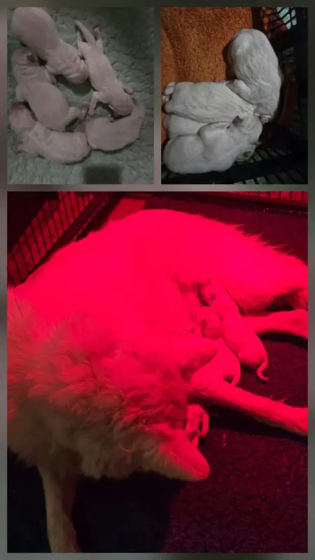 Portée de Berger blanc suisse, élevage Du Flo des Roses