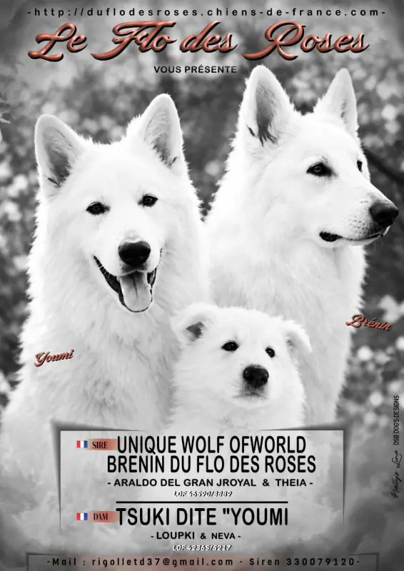 Portée de Berger blanc suisse, élevage Du Flo des Roses