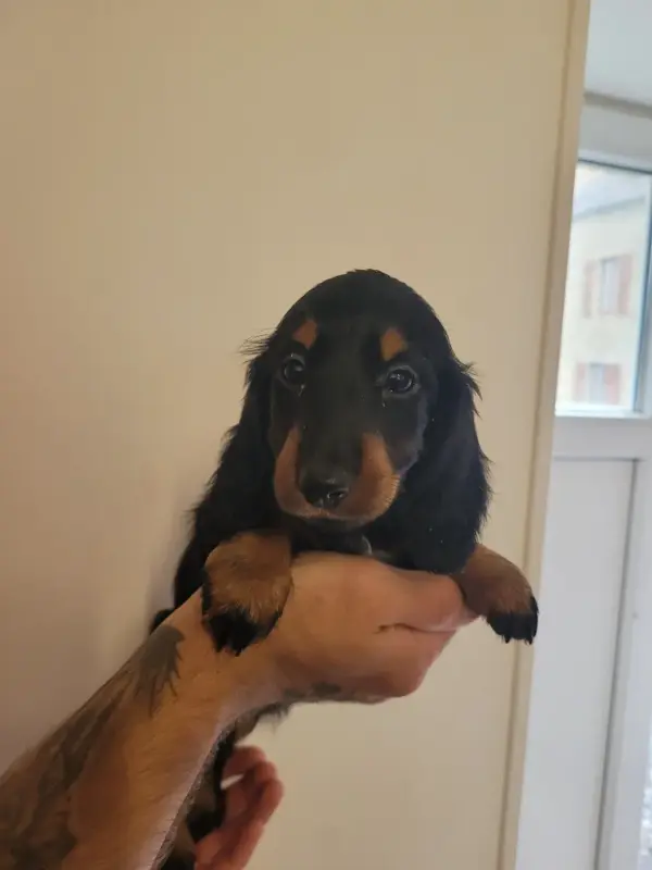 Chiot, Teckel, élevage Des Terres de Bourguenailles