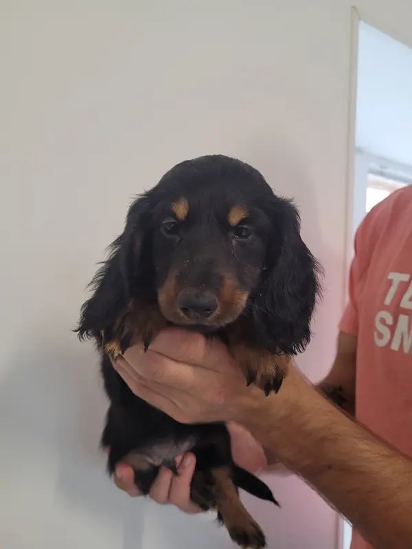 Chiot, Teckel, élevage Des Terres de Bourguenailles