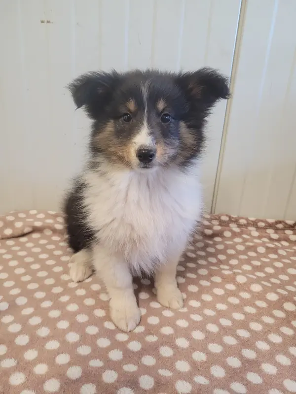 Chiot, Berger des Shetland, élevage Des Terres de Bourguenailles