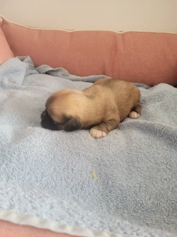 Portée de Lhassa apso, élevage Des Terres de Bourguenailles